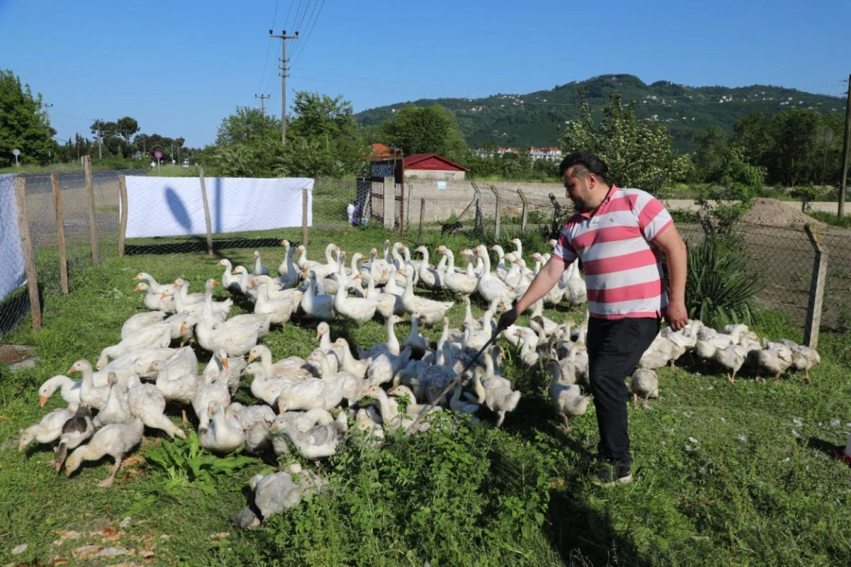 B&Uuml;Y&Uuml;KŞEHİRİN &Ouml;NC&Uuml;S&Uuml; OLDUĞU KAZ YETİŞTİRİCİLİĞİNE İLGİ ARTIYOR