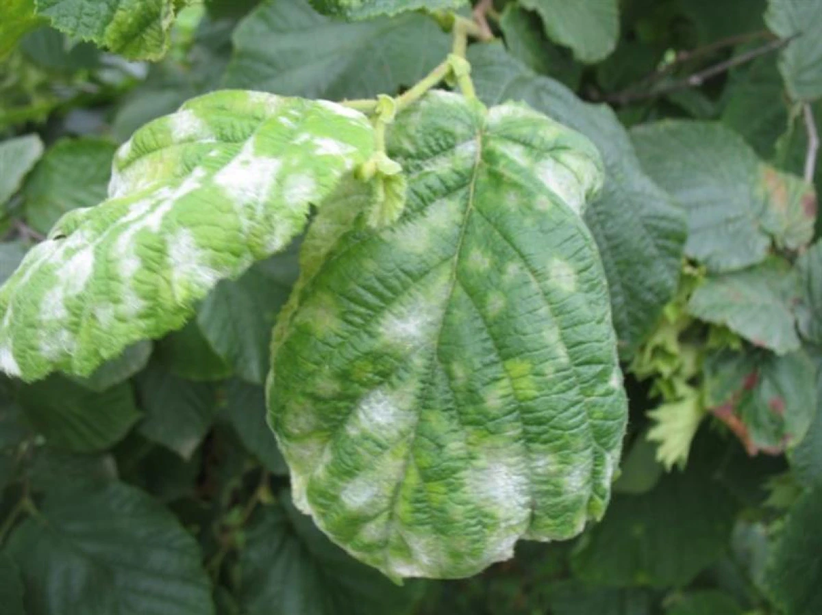 Fındıkta K&uuml;lleme Alarmı: İla&ccedil;lama D&ouml;nemi Başladı