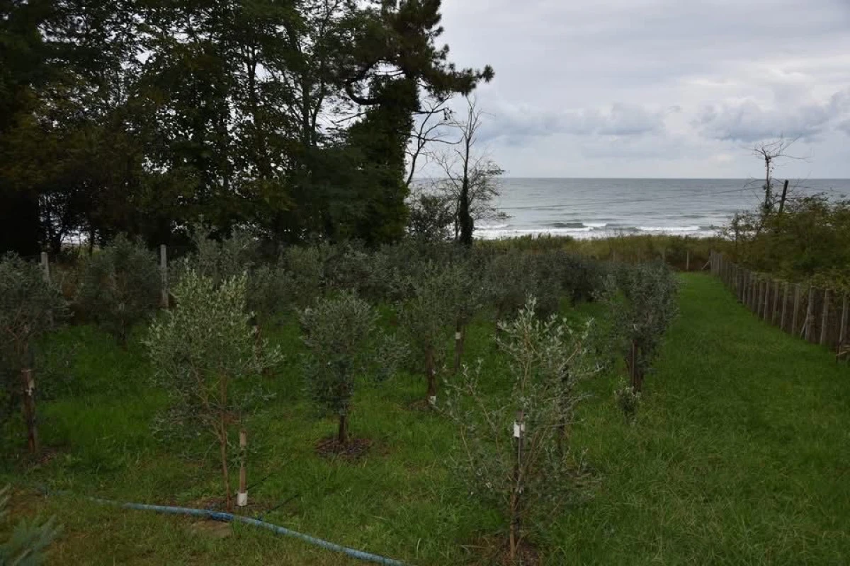 Karadeniz’in İlk Feijoası Ünye’de