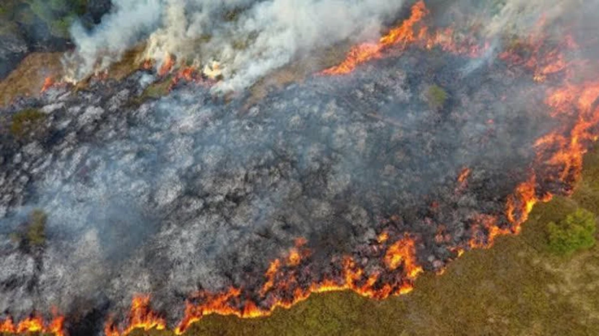 Kumru'da Orman Yangını: 50 Dönüm Alan Alev Alev Yandı