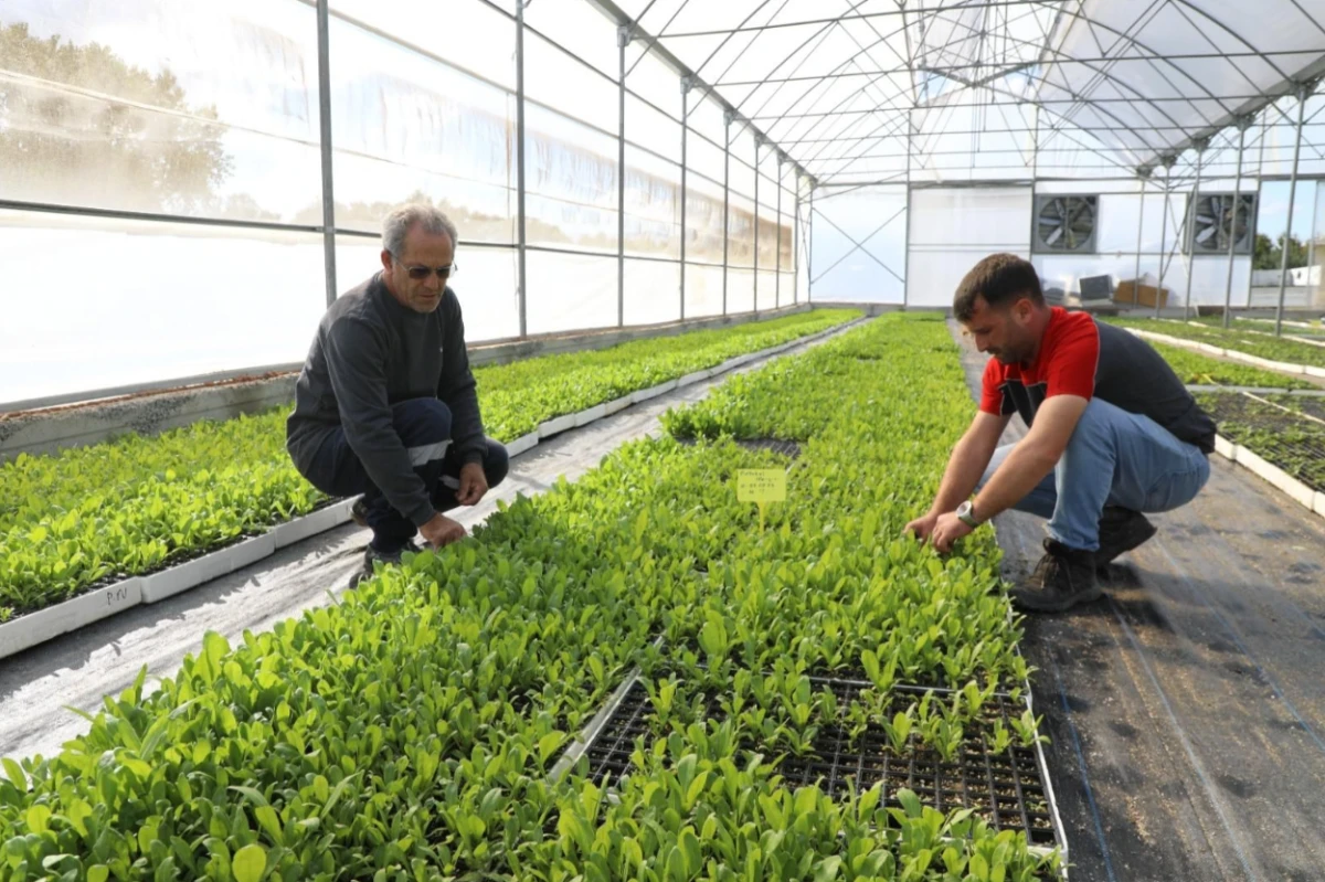 Ordu Büyükşehir Belediyesi, Şehri Kendi Ürettiği Çiçeklerle Süsledi