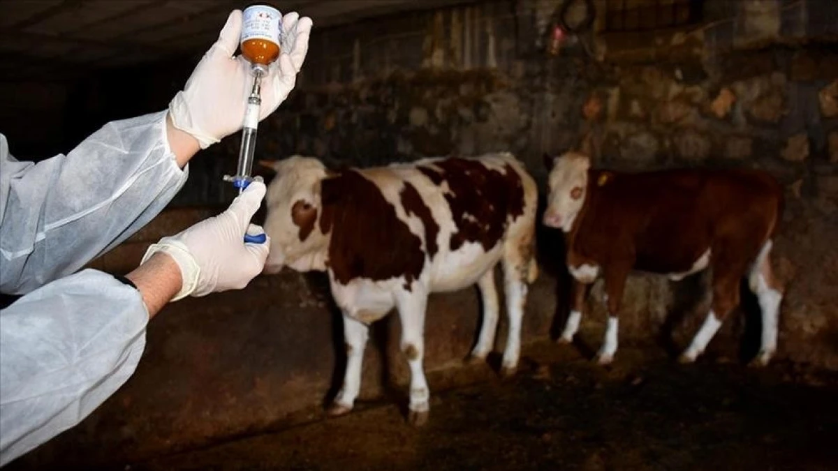 Ordu Gölköy'de Şap Hastalığı Alarmı: Bölge Karantinaya Alındı!