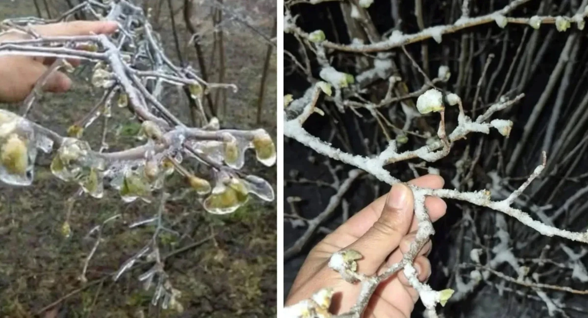 Ordu&rsquo;da Don Alarmı: Fındık Bah&ccedil;eleri Soğuktan Etkilendi