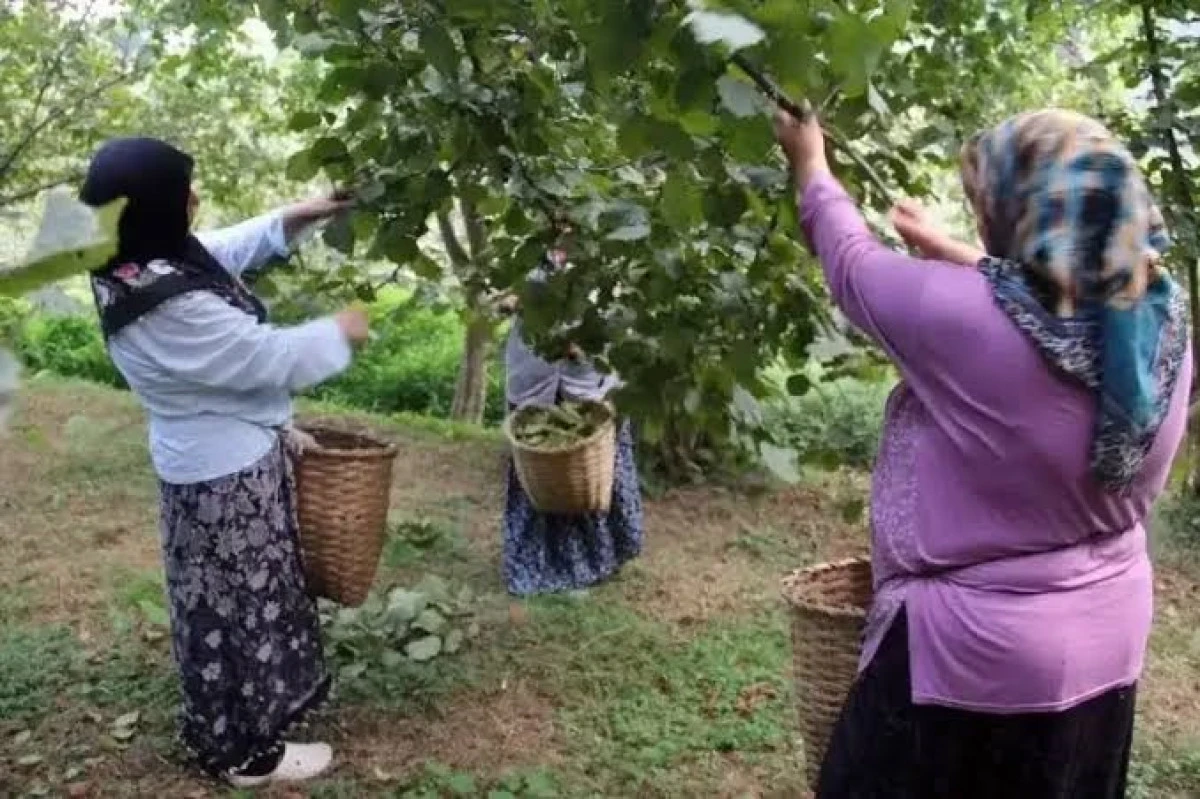 ORDU'DA FINDIK HASAT TARİHLERİ BELLİ OLDU! İŞTE TOPLAMA G&Uuml;NLERİ