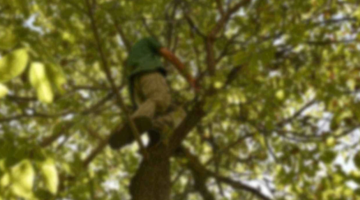 &Uuml;nye&rsquo;de Talihsiz Kaza: Ağa&ccedil;tan D&uuml;şen Vatandaş Yaşamını Yitirdi