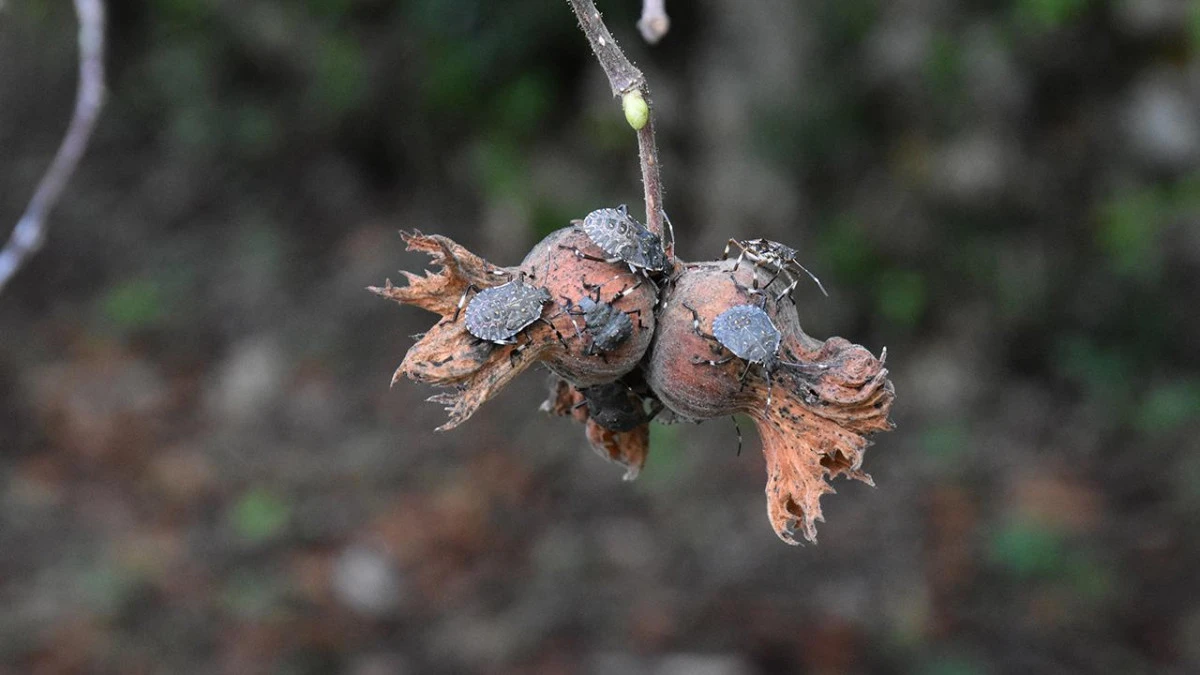 Zehirli mantarlar kahverengi kokarcaya karşı umut oldu